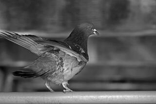 Columbidae Pigeon Siuslaw River and Harbor Florence Oregon