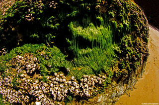 Bandon Beach Sea Lettuce Oregon Coast