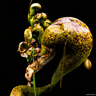 Protected cobra lilies growing in the natural bog habitat at Darlingtonia State Natural Site near Florence, Oregon Coast