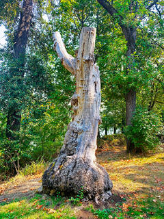 Grand Old Stump Tree Maurie Jacobs Park Eugene Oregon