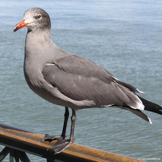 Pigeon perched on a bay pier in San Francisco, with the waterfront and surrounding city scenery in the background and boats