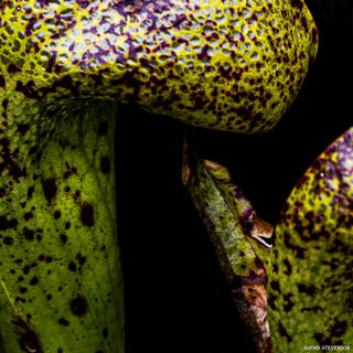 Darlingtonia State Natural Site on the Oregon Coast, with distinctive cobra lilies growing in a lush, shaded wetland habitat