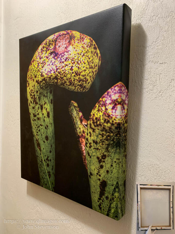 Canvas Wrap Prints