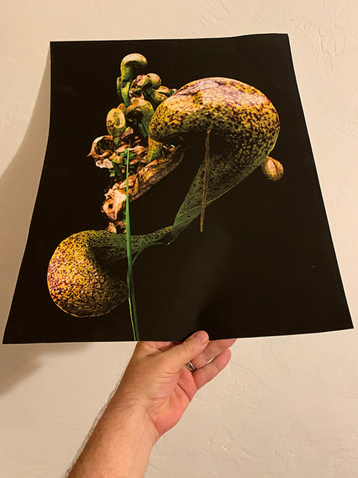 Fine Art Print