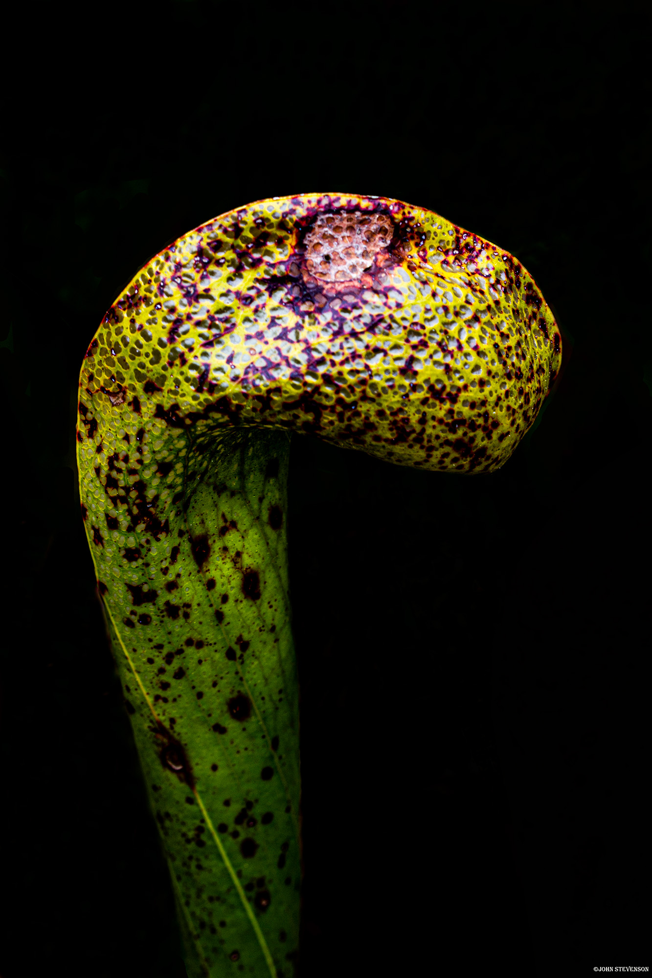 Darlingtonia State Natural Site showcasing rare cobra lily plants in a lush, water-rich Oregon Coast environment
