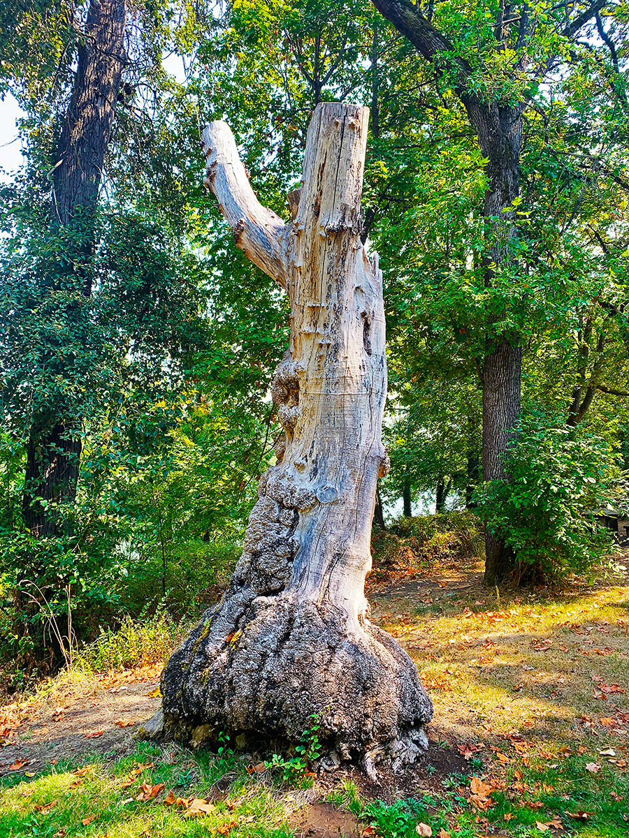 Grand Old Stump Tree Maurie Jacobs Park Eugene Oregon Maurie Jacobs Park is a scenic public park located along the Willamette River in Eugene, Oregon. Known for its peaceful natural...